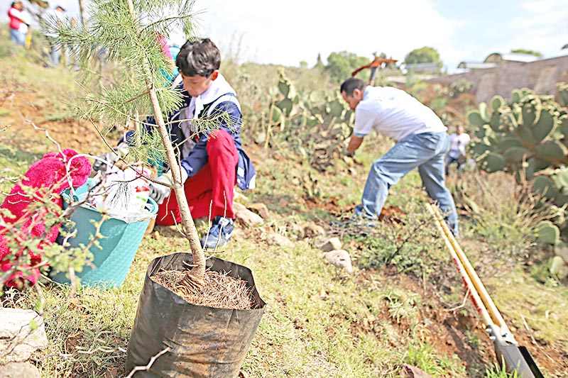 Grupo Modelo colabora en reforestación con voluntarios a nivel nacional; en Zacatecas plantaron árboles en el Eco Parque Centenario ■ FOTO: ANDRÉS SÁNCHEZ