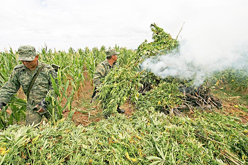 Imagen de archivo de destrucción de un plantío de mariguana por parte del Ejército Mexicano, en el sur zacatecano ■ foto: la jornada zacatecas