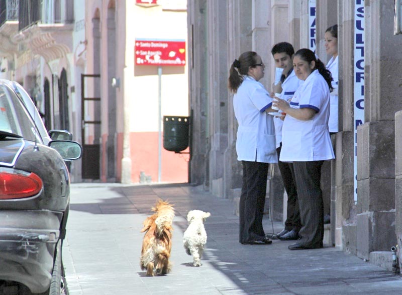 En México hay aproximadamente 23 millones de perros, de los cuales sólo 30% tiene una cobertura clínica ■ FOTO: LA JORNADA ZACATECAS