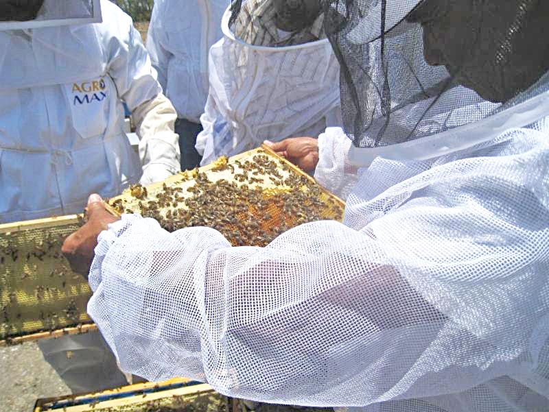 En Zacatecas se producen mil 500 toneladas de miel al año de 44 mil colmenas, según Sagarpa ■ foto: LA JORNADA ZACATECAS