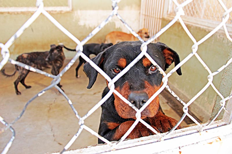 El abandono de las mascotas constituye otra forma de maltrato animal. Imagen de las condiciones que se tienen en el Centro de Atención Canina y Felina Zacatecas ■ FOTO: facebook del cacfzacatecas