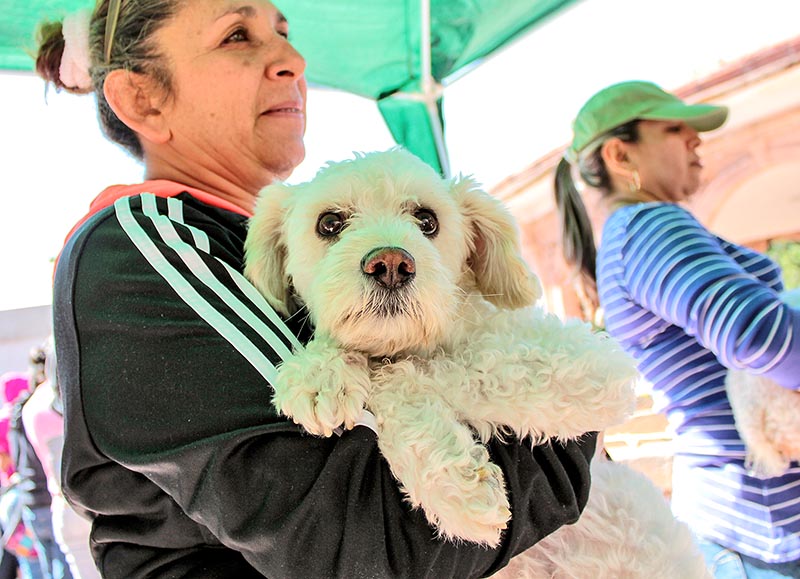 Este sábado se realizó la Jornada de Esterilización en el Parque Sierra de Álica ■ foto: ernesto moreno