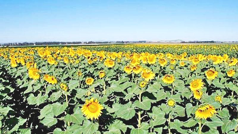 La producción de girasol genera tranquilidad al productor, porque desde que se siembra ya está asegurada su venta, comentaron ■ foto: la jornada zacatecas