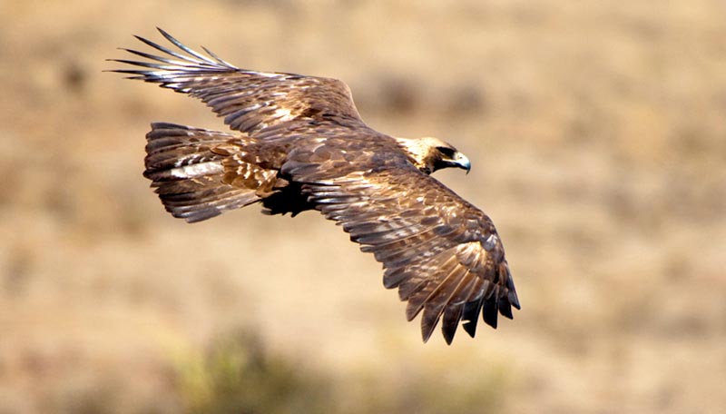 Hasta el momento no hay reportes de personas o cazadores que invadan nidos de águilas reales ■ foto: la jornada zacatecas