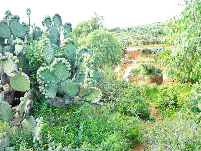 La decisión de decretar Área Natural Protegida al semidesierto zacatecano sería “la más grande en la historia de México”, indicó el delegado de la Semarnat ■ FOTO: LA JORNADA ZACATECAS