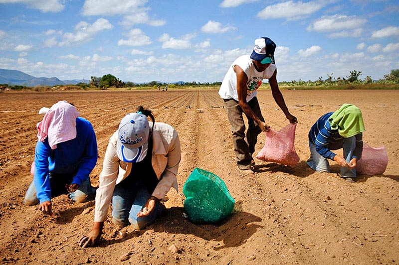 Según Sagarpa, hay 26 millones de habitantes en el medio rural en el país, de los cuales 14 millones son mujeres, y 70 por ciento de ellas se desempeña en trabajos del ramo agropecuario ■ foto: la jornada zacatecas
