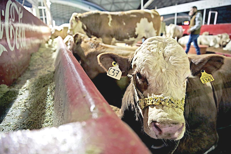 El ganado que se exhibe en su mayoría es producido en Zacatecas, sobre todo de las regiones de Tlaltenango, Fresnillo, entre otras ■ FOTO: MIGUEL ÁNGEL NÚÑEZ