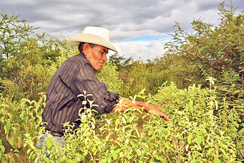 El orégano es utilizado para potenciar el sabor de alimentos, como conservador, entre otros usos ■ foto: la jornada zacatecas