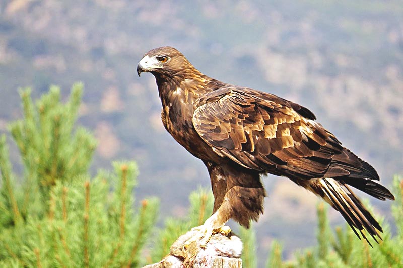 Implementarán el Programa Estatal para el Estudio de Especies Prioritarias con enfoque al Águila Real ■ foto: LA JORNADA ZACATECAS