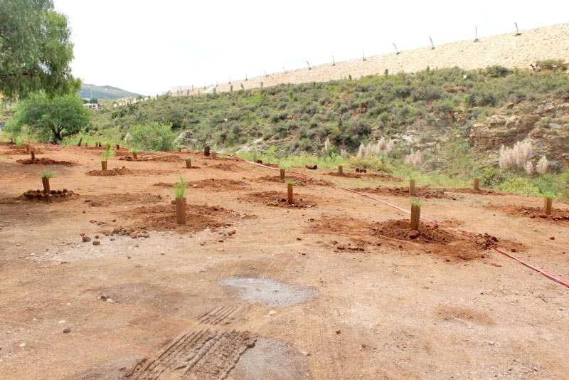 Fueron plantados casi 4 mil árboles y existen 370 más que pronto serán colocados ■ FOTO: LA JORNADA ZACATECAS
