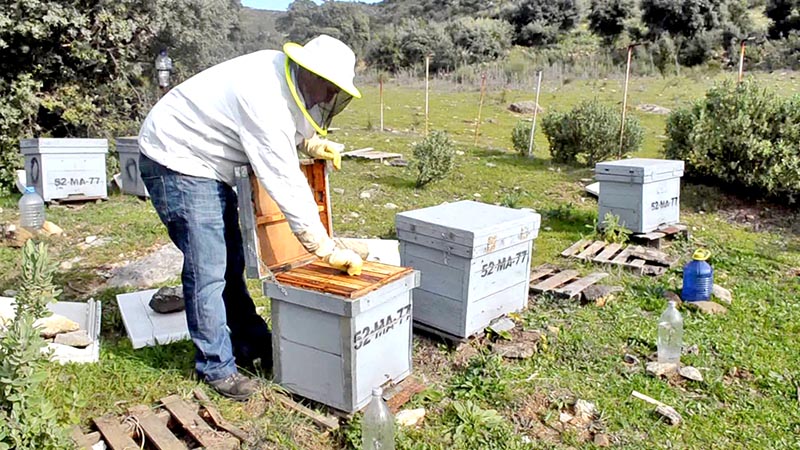Se estima que cada colmena da una producción de 30 kilogramos de miel por cosecha, de esta cantidad una parte se exporta a Europa ■ fotos: susana zacarías