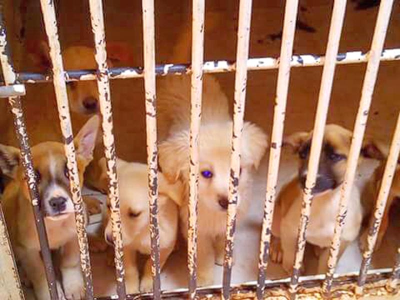 En una situación sin precedentes, hay en el albergue alrededor de 200 perros en espera de ser adoptados n foto: la jornada zacatecas