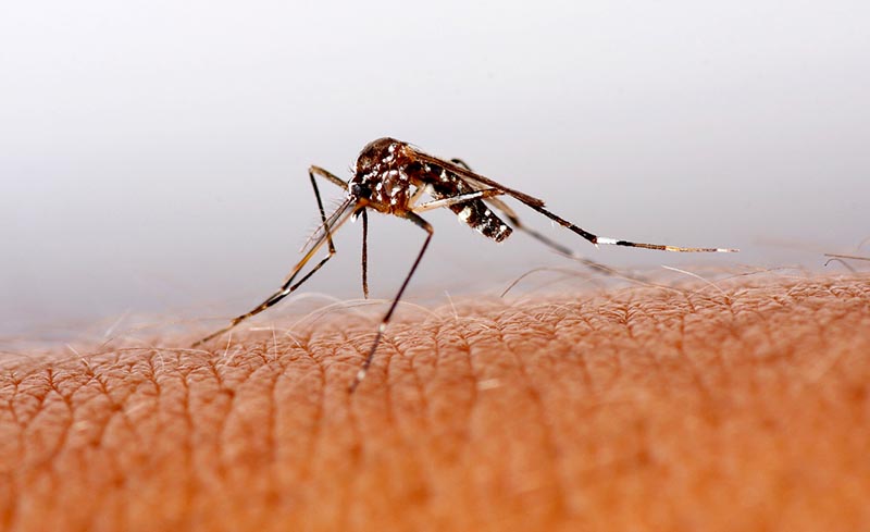 Virus del Mayaro, transmitido por el mosquito Aedes aegypti, se manifiesta con una fiebre hemorrágica similar a la chikungunya n foto: la jornada zacatecas