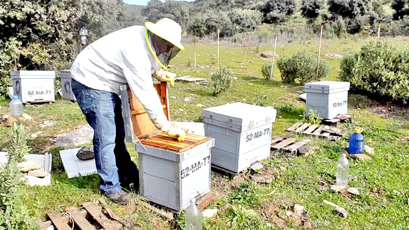 En este momento cosecharon 200 toneladas de miel, cuando debieron haber sacado 900, pero no se obtuvieron ni siquiera 100, advierten ■ FOTO: LA JORNADA ZACATECAS