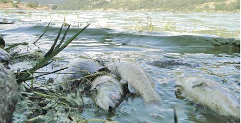 Habitantes advirtieron sobre la presencia de decenas de peces muertos en la orilla de la presa ■ FOTO: LA JORNADA
