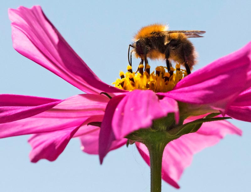 Se dice que “el día en que las abejas desaparezcan de la Tierra, la humanidad tendrá solamente cuatro años de vida porque no habrá alimentos” ■ FOTO: LA JORNADA