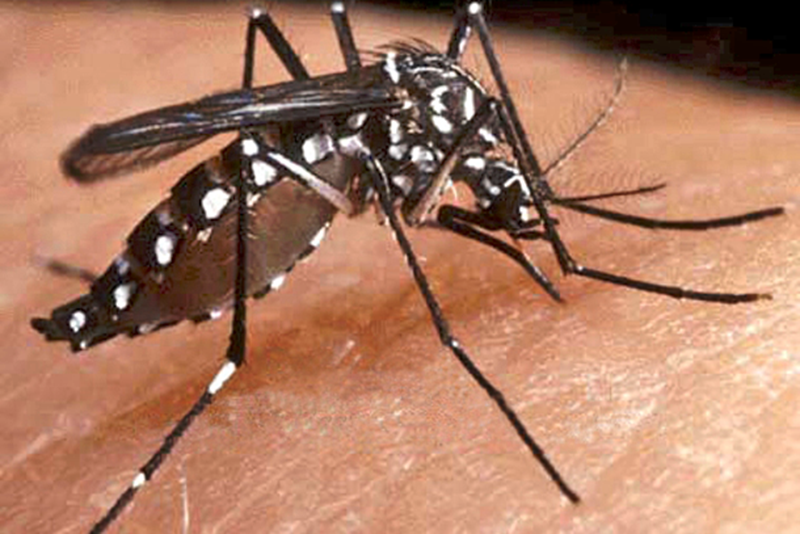 La aparición de este mosco es común en regiones tropicales y subtropicales ■ FOTO: LA JORNADA ZACATECAS