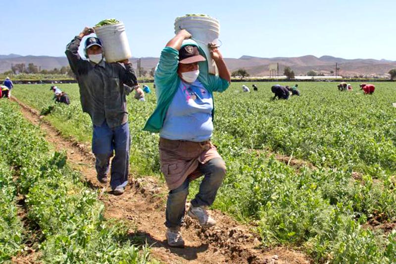 Presumen que los jornaleros son afectados por agroquímicos, además de trabajar en condiciones inadecuadas ■ FOTO: LA JORNADA