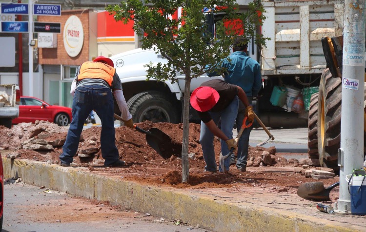 Como parte de las acciones de la actual administración se puso en marcha un programa integral de reforestación urbana en el que se pretenden plantar 5 mil 14 árboles n foto: la jornada zacatecas