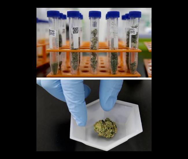 mariguana
