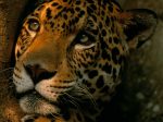 la-jornada-zacatecas-jaguardefensa_@Wwfmexico