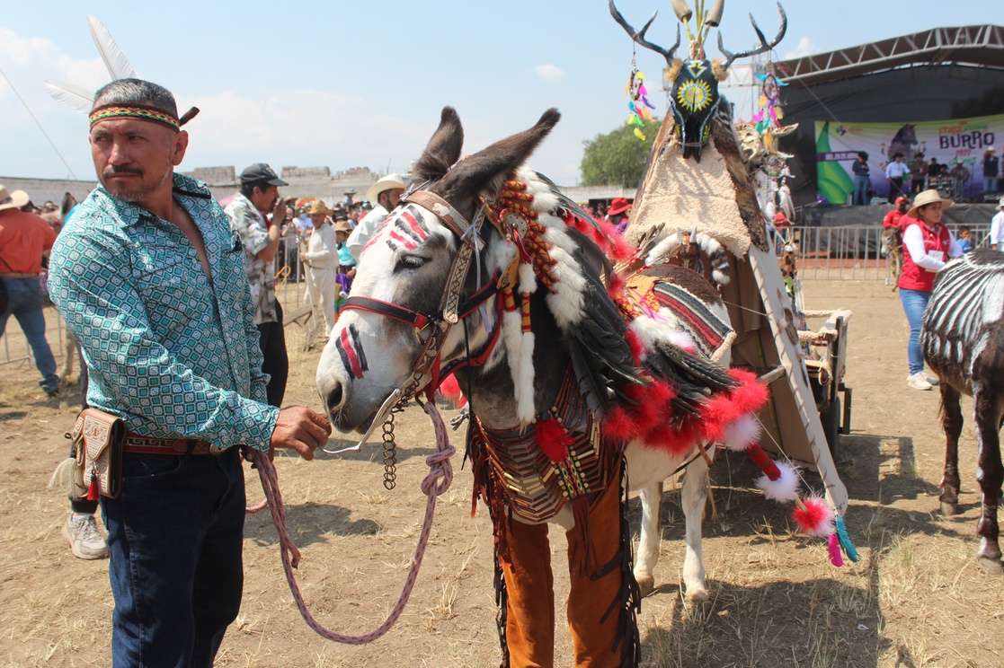 Ya no hay burros en México? | La Jornada Zacatecas