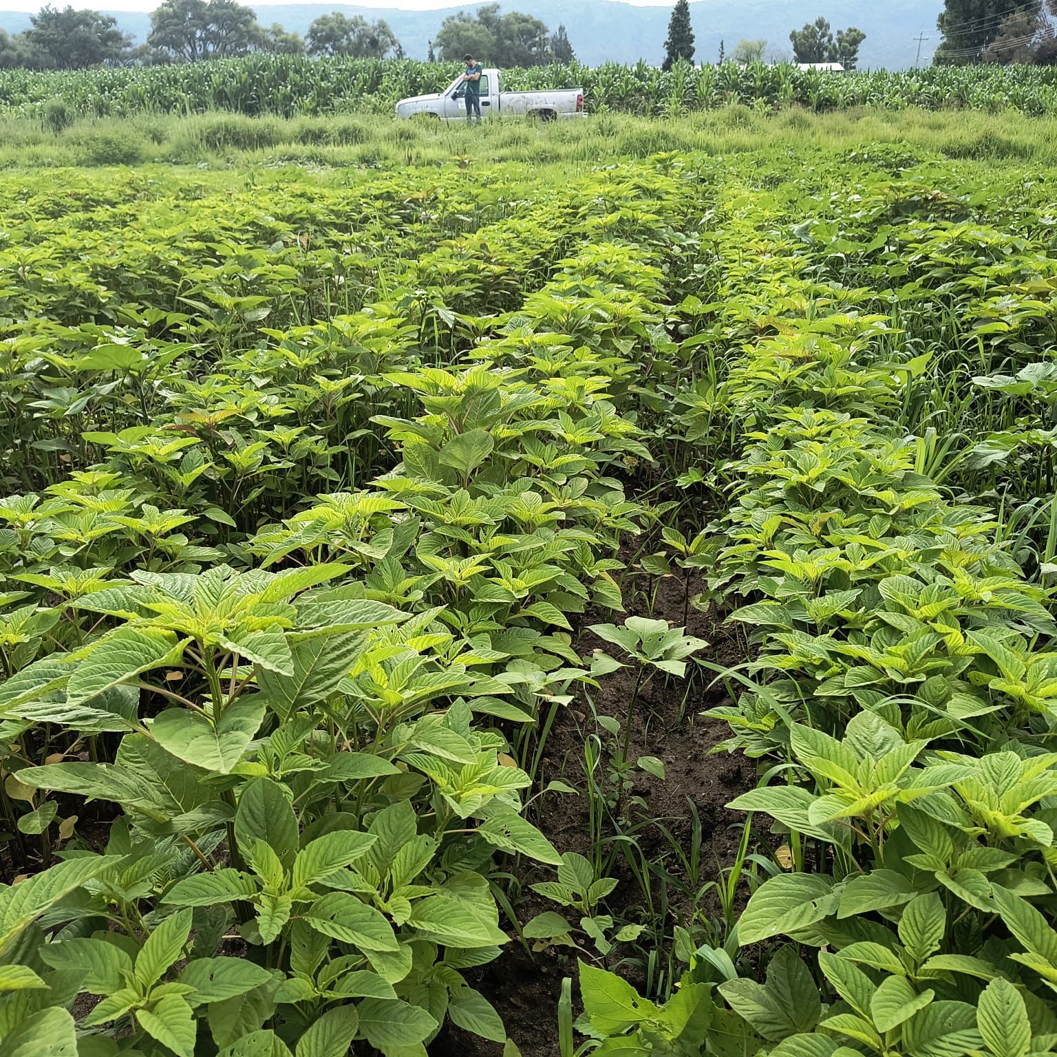 Establece Agricultura parcelas demostrativas para detonar cultivos  alternativos, como amaranto, y tradicionales | La Jornada Zacatecas