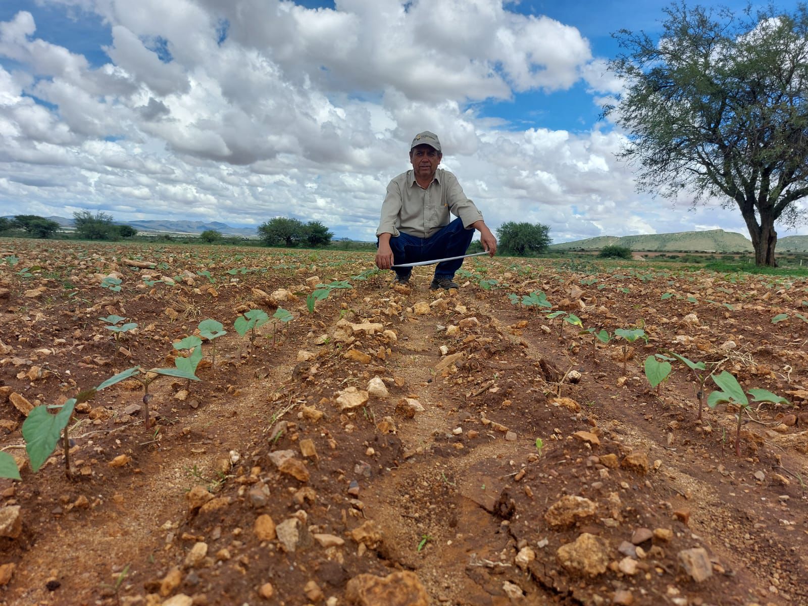 Establece Agricultura parcelas demostrativas para detonar cultivos  alternativos, como amaranto, y tradicionales | La Jornada Zacatecas