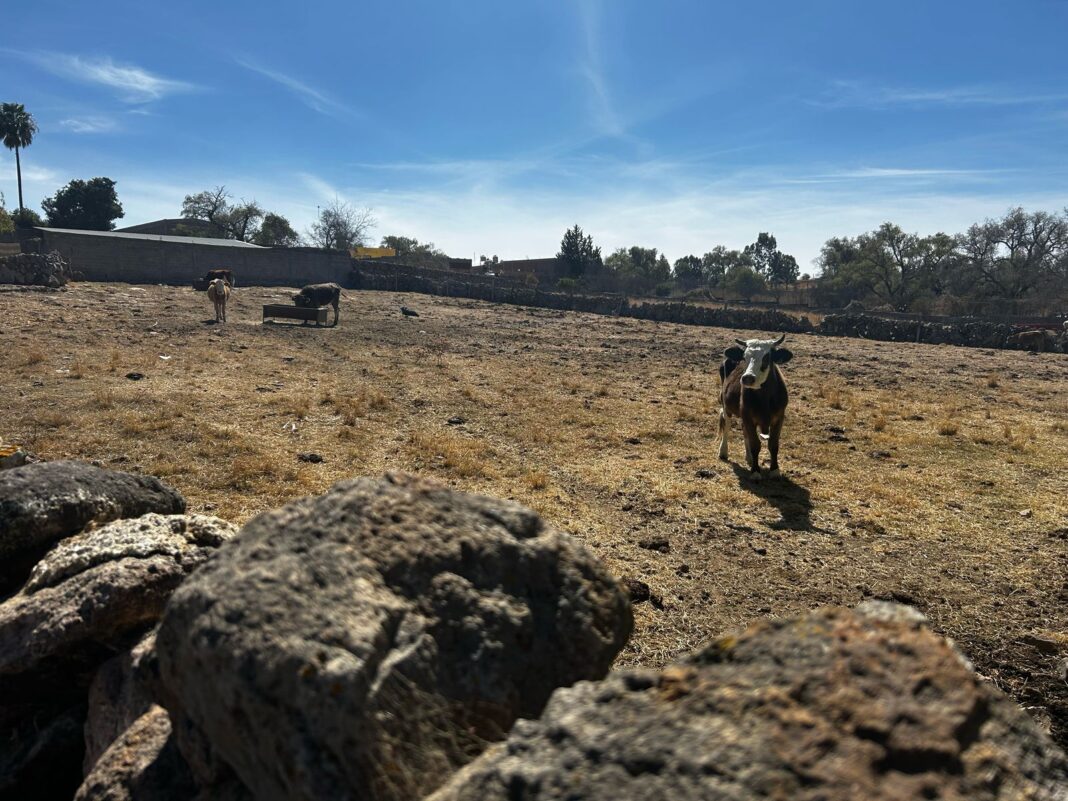 La autoridad realizó de inmediato la vacunación antirrábica preventiva en el ganado bovino de la zona. Foto: Godezac.