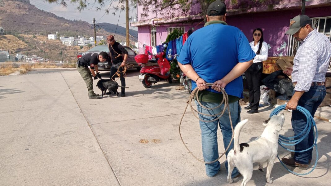 Las autoridades municipales acudieron, los capturaron y posteriormente los trasladaron al Centro de Atención. Foto: Cortesía.