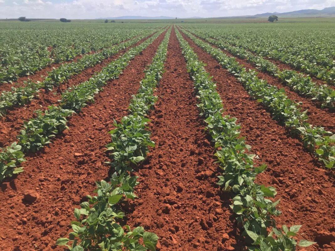 El Gobierno de México beneficiará hasta 180 mil hectáreas de superficie agrícola en el estado. Foto: Cortesía