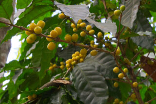 Cerezas Caturra