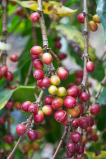 Cerezas Typica