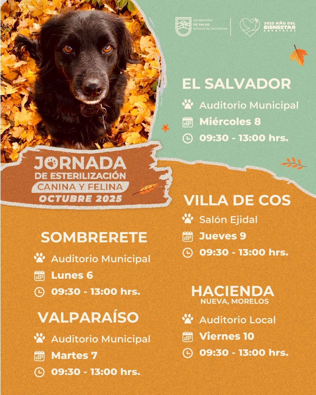 Las autoridades buscan mejorar la salud y el bienestar de los animales de compañía. Foto: Cortesía.