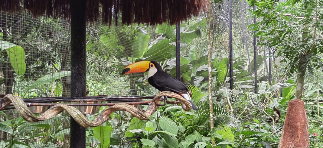 Pedro Gómez. Santuario de aves restadas.