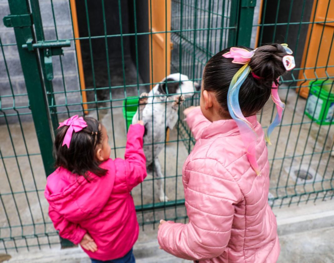 Esta experiencia permitió fortalecer valores esenciales como la empatía, el respeto, la ternura y el cuidado de los seres vivos. Foto: Cortesía.