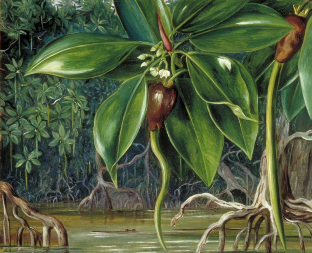 Marianne North. Un pantano de manglares en Sarawak, Borneo. 1876.