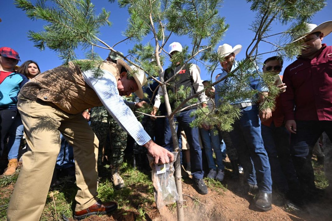 En la jornada se plantaron 285 árboles en Zacatecas. Foto: Godezac